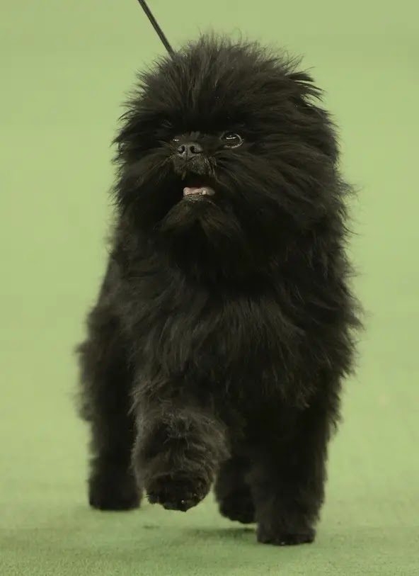 Westminster 2013 Best in Show: Joe the Affenpinscher